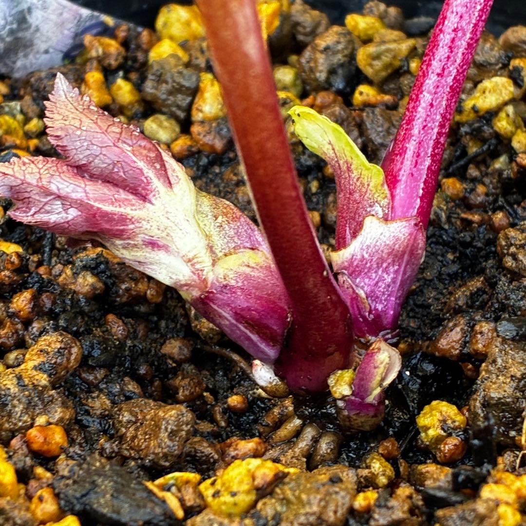 r*o様 3512☘️蕾花付き☘️極上☘️⭐️キラキラ光線⭐️レッド⭐️多花性⭐