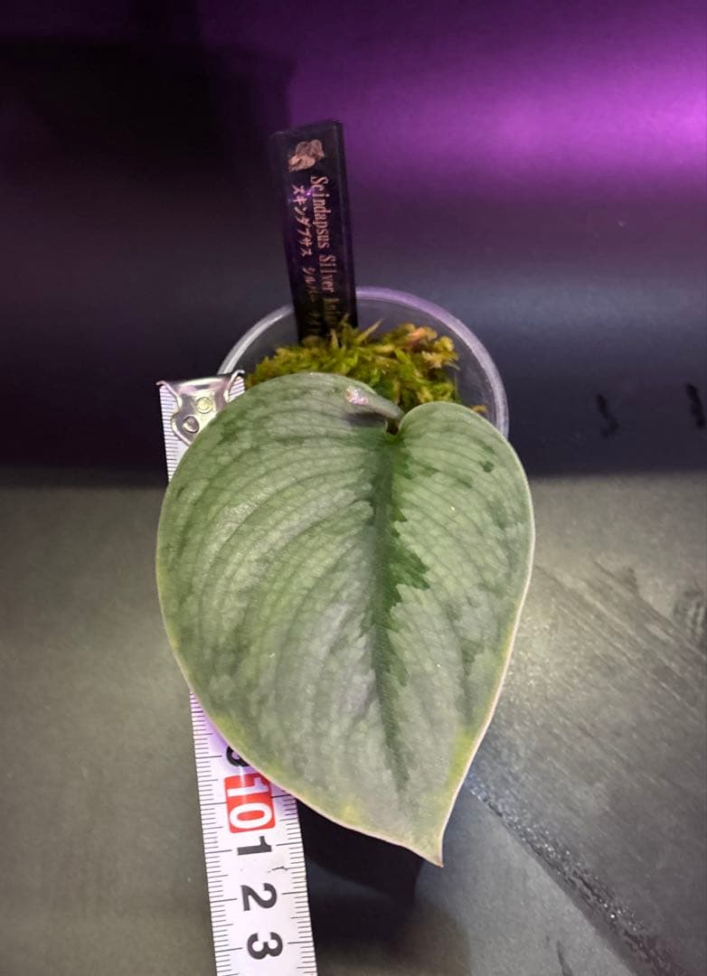 スキンダプサス レア セット H2 - メルカリ