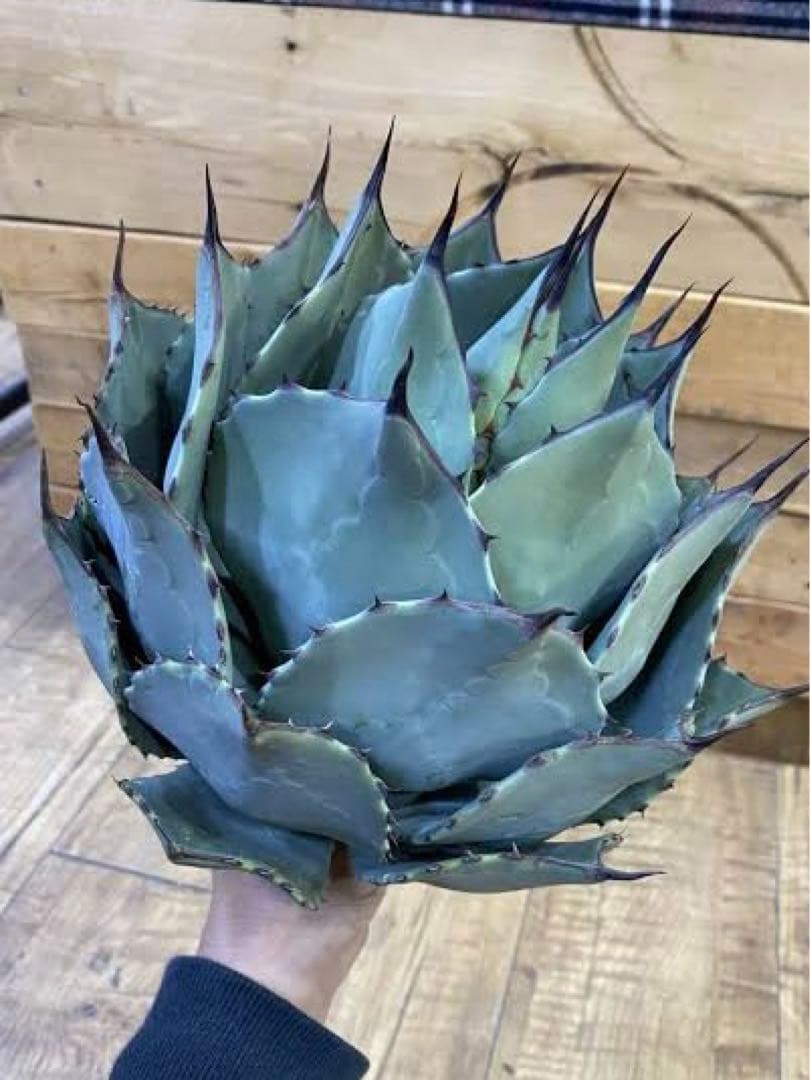 アガベ パリー×フレキシスピナ ハイブリッド① - メルカリ