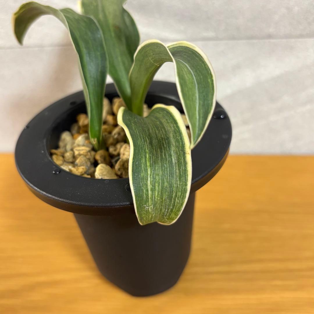 万年青 鳳 薄葉 胡麻斑 銘鑑金文字 子付き - メルカリ