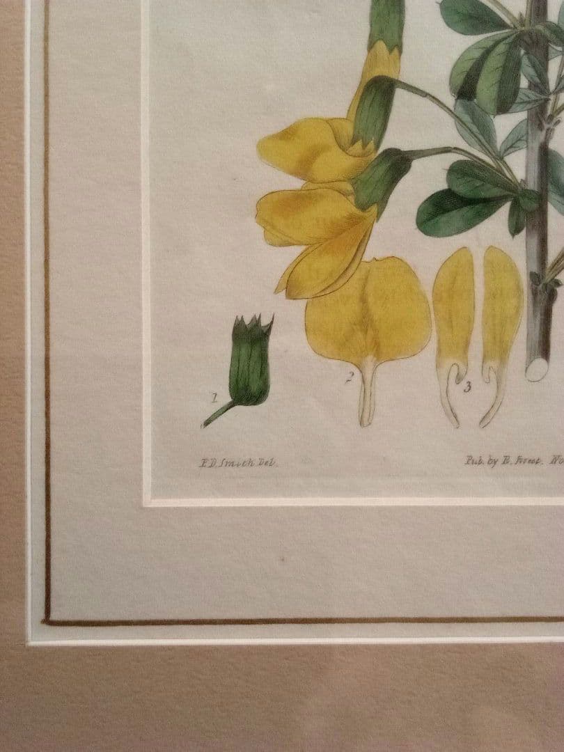 イギリス ボタニカル画の額装品 銅版画に手彩色 1827年 - メルカリ