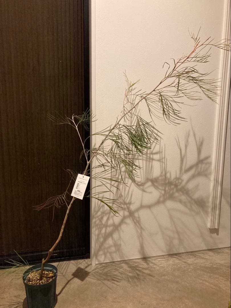 グレビレア　リトルハニー　希少2