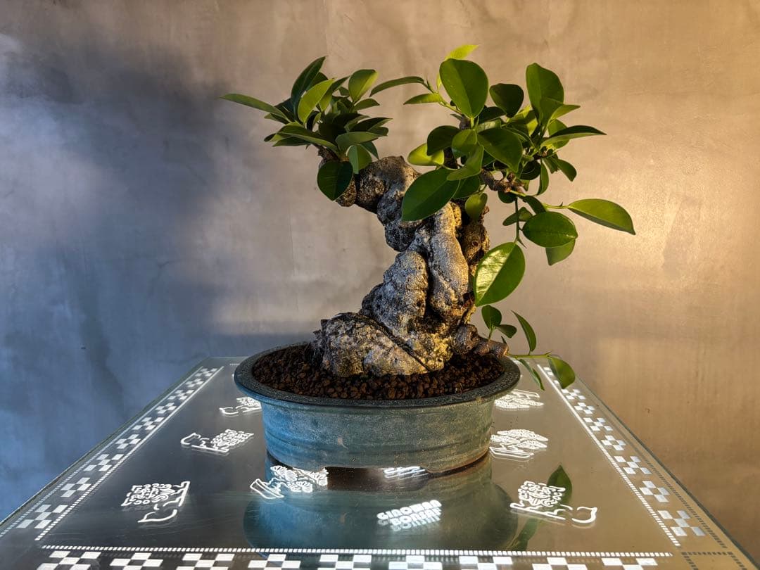 ガジュマル盆栽 ガジュマル ぶっとい子が入荷しました。 盆栽仕立てで可愛いです。 10