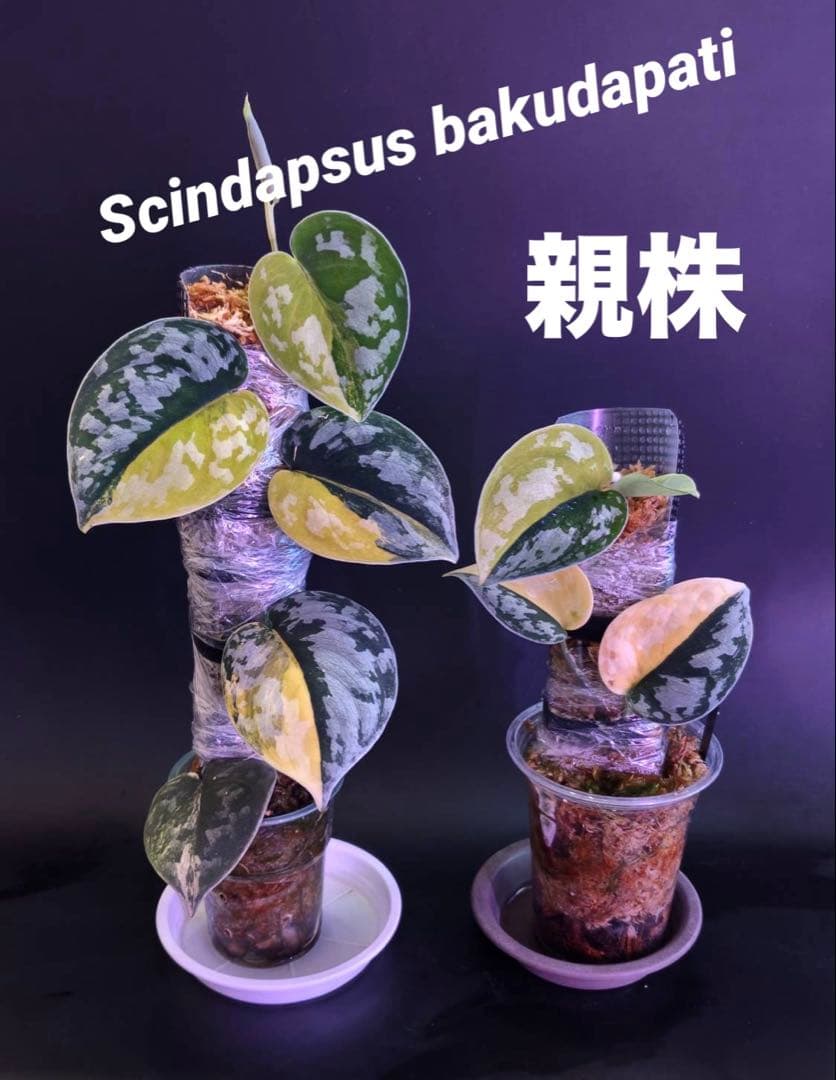 スキンダプサス 綺麗な斑入り セットH3 - メルカリ