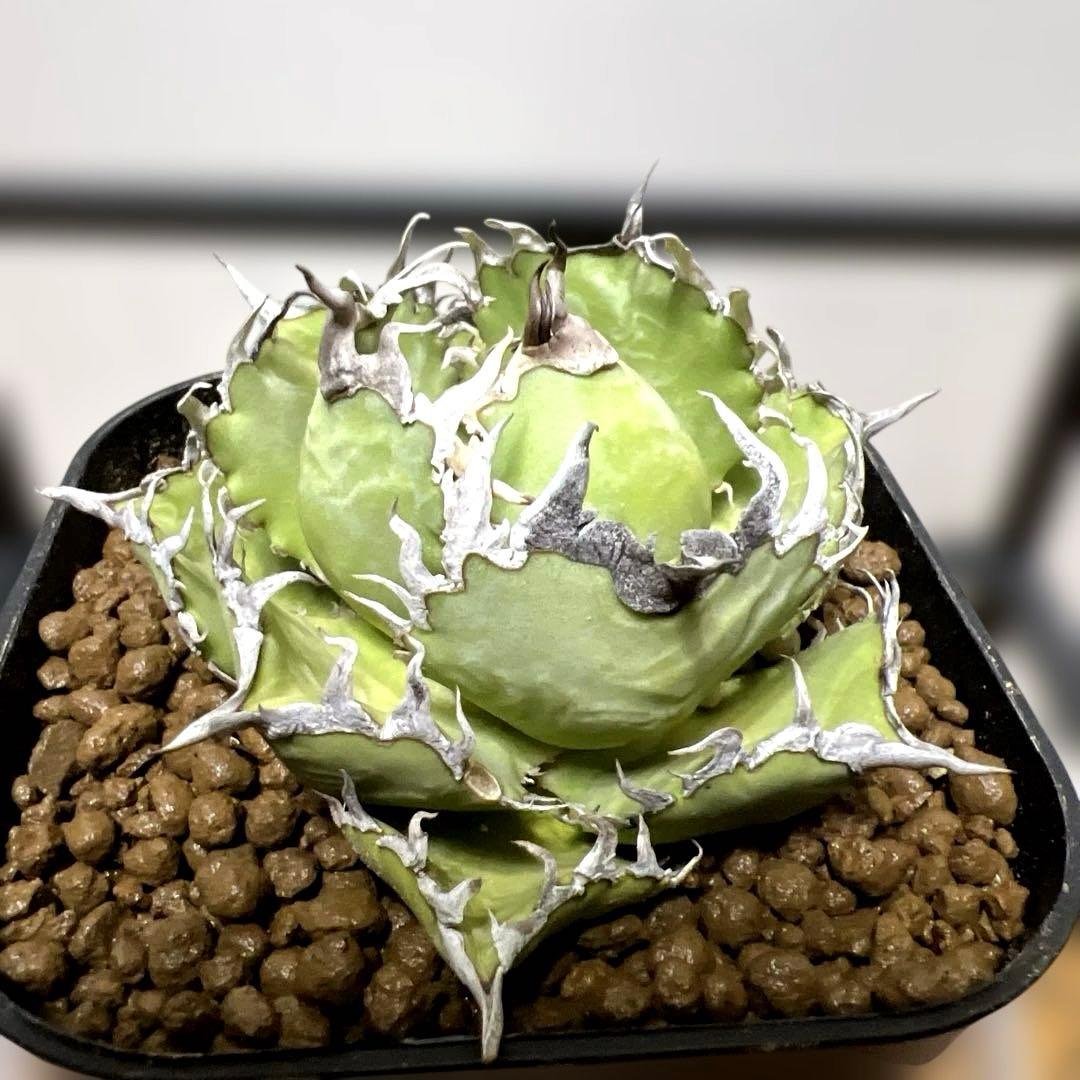 アガベ 鉢植発送 フィリグリー 極上血統 超特選株 アガベ・チタノタ「フィリグリー」とは？魅力と育て方、他品種との違い