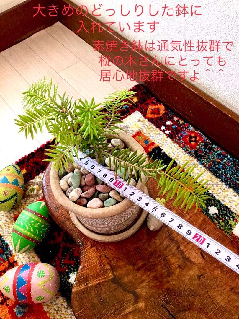 完売 幸運のお守り＊縁起木【天然野生の森の柊さん/ひいらぎ】インド