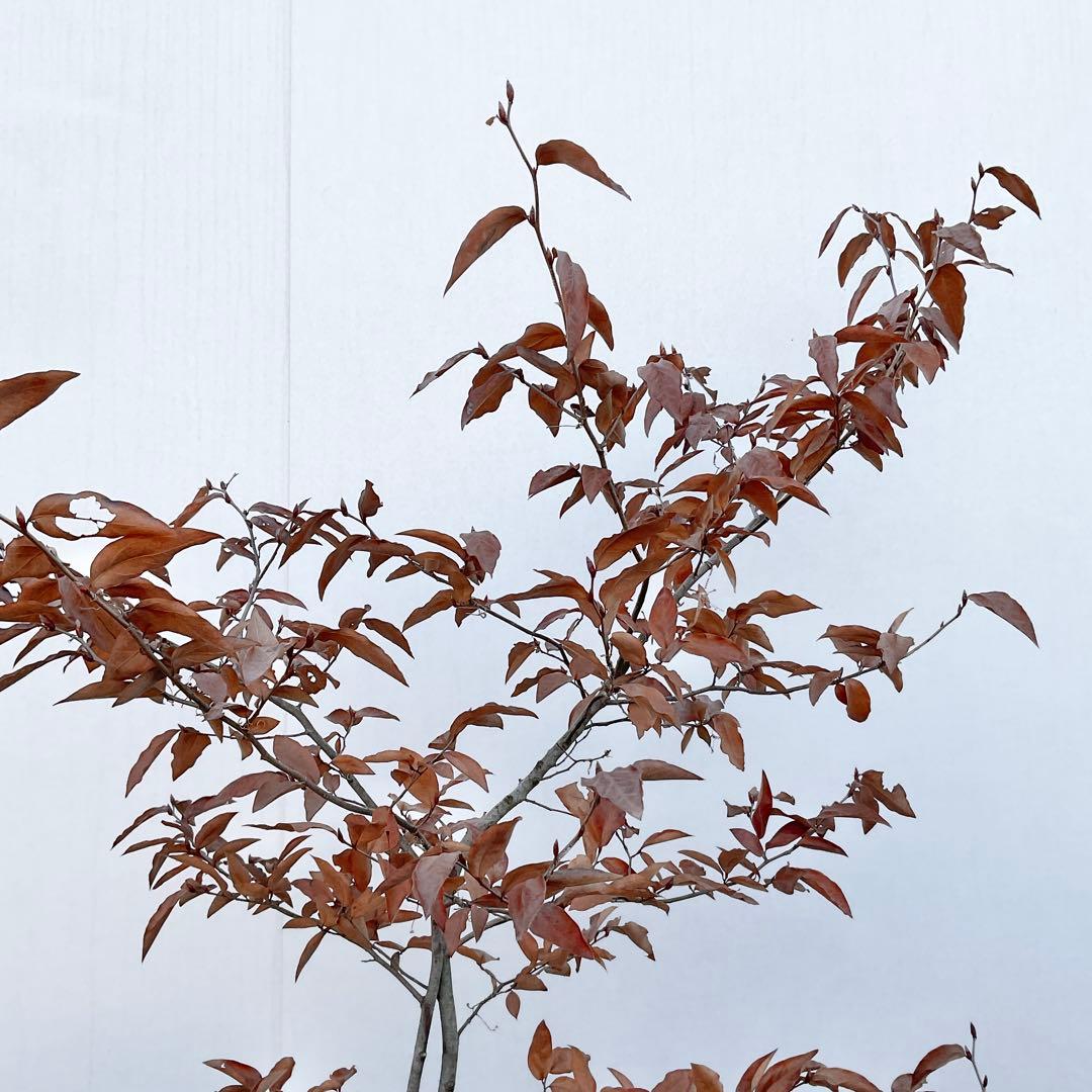 ヤマコウバシ/ 965 - メルカリ