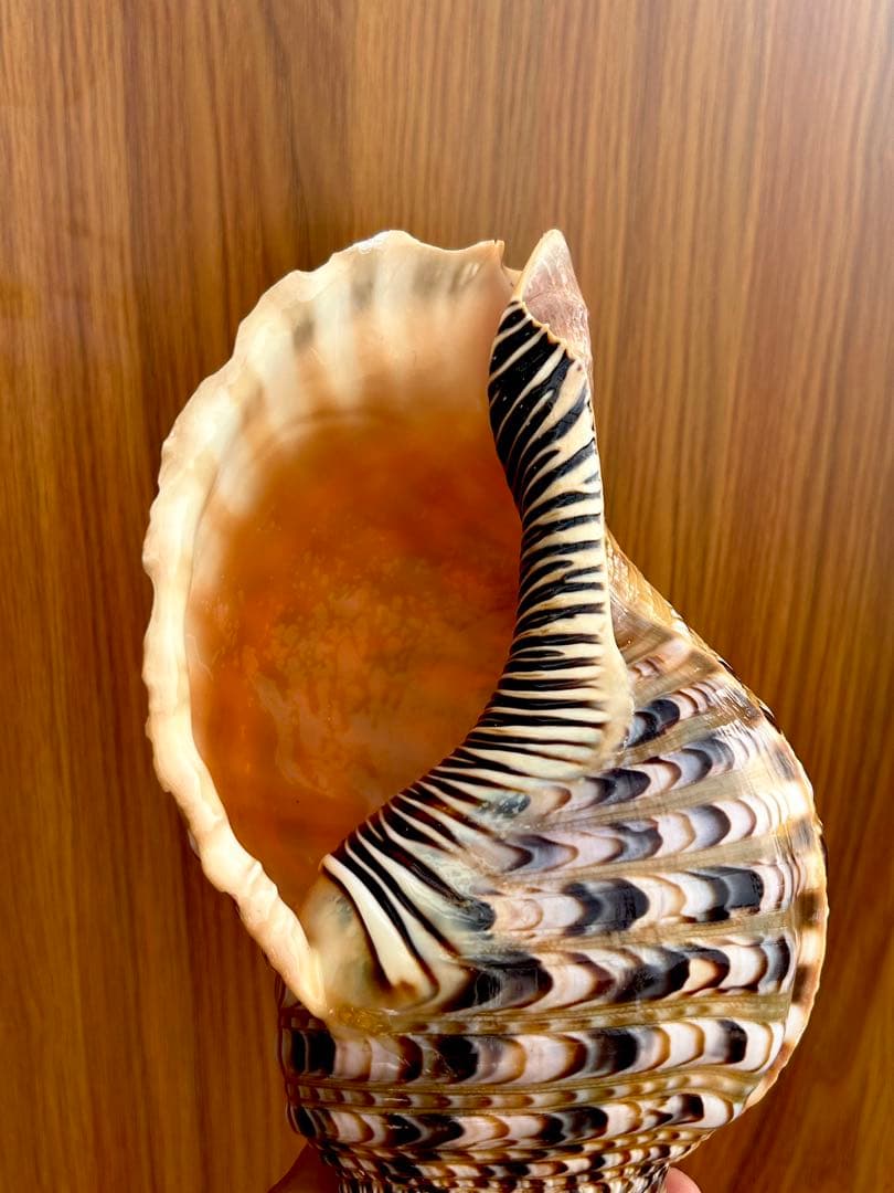 法螺貝　2個セット　(35.5cm 32.8cm)