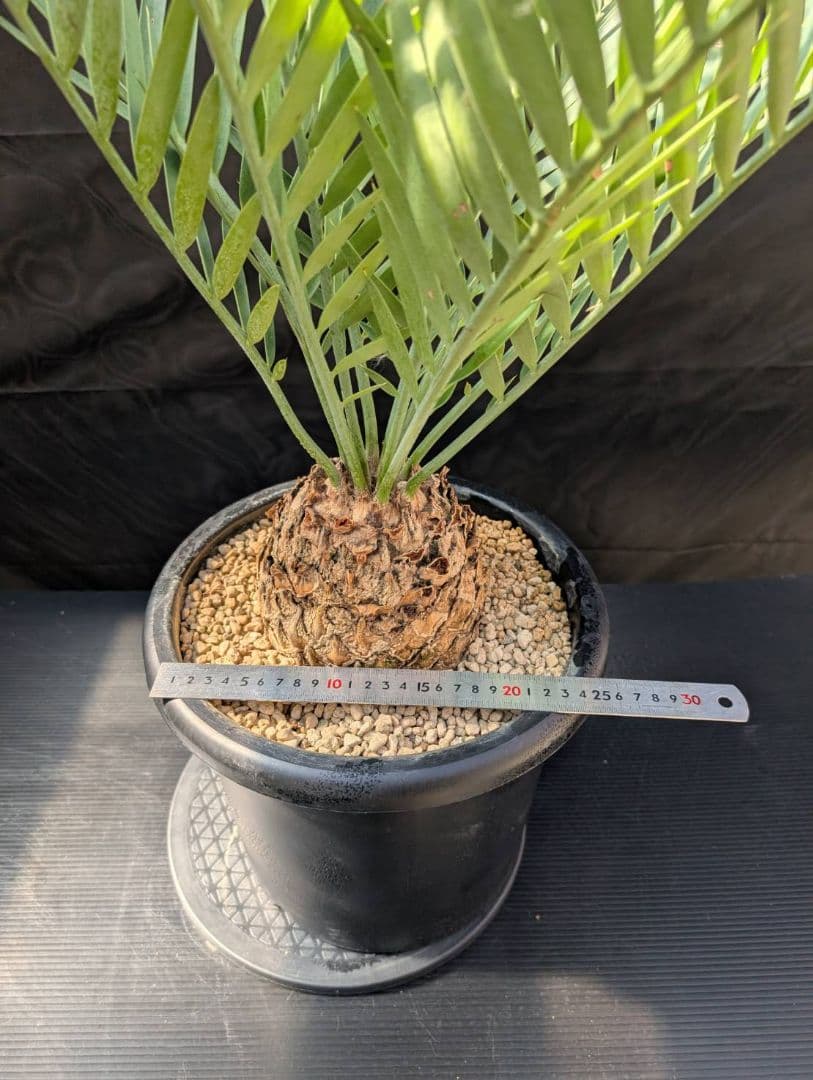 ハヤ様専用特大株 エンセファラルトス プリンセプス 15センチ株 超