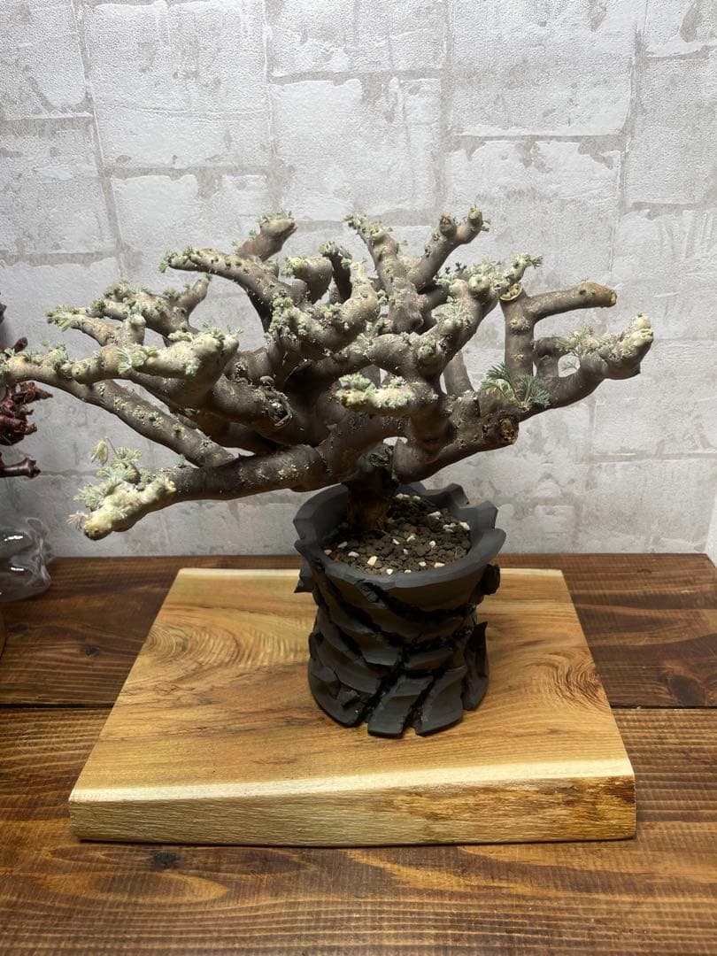 モンソニアムルチフィダ　発根済み　鉢付き Monsonia multifida 雅樂窯様の新作浅鉢に植え込みました。 より盆栽