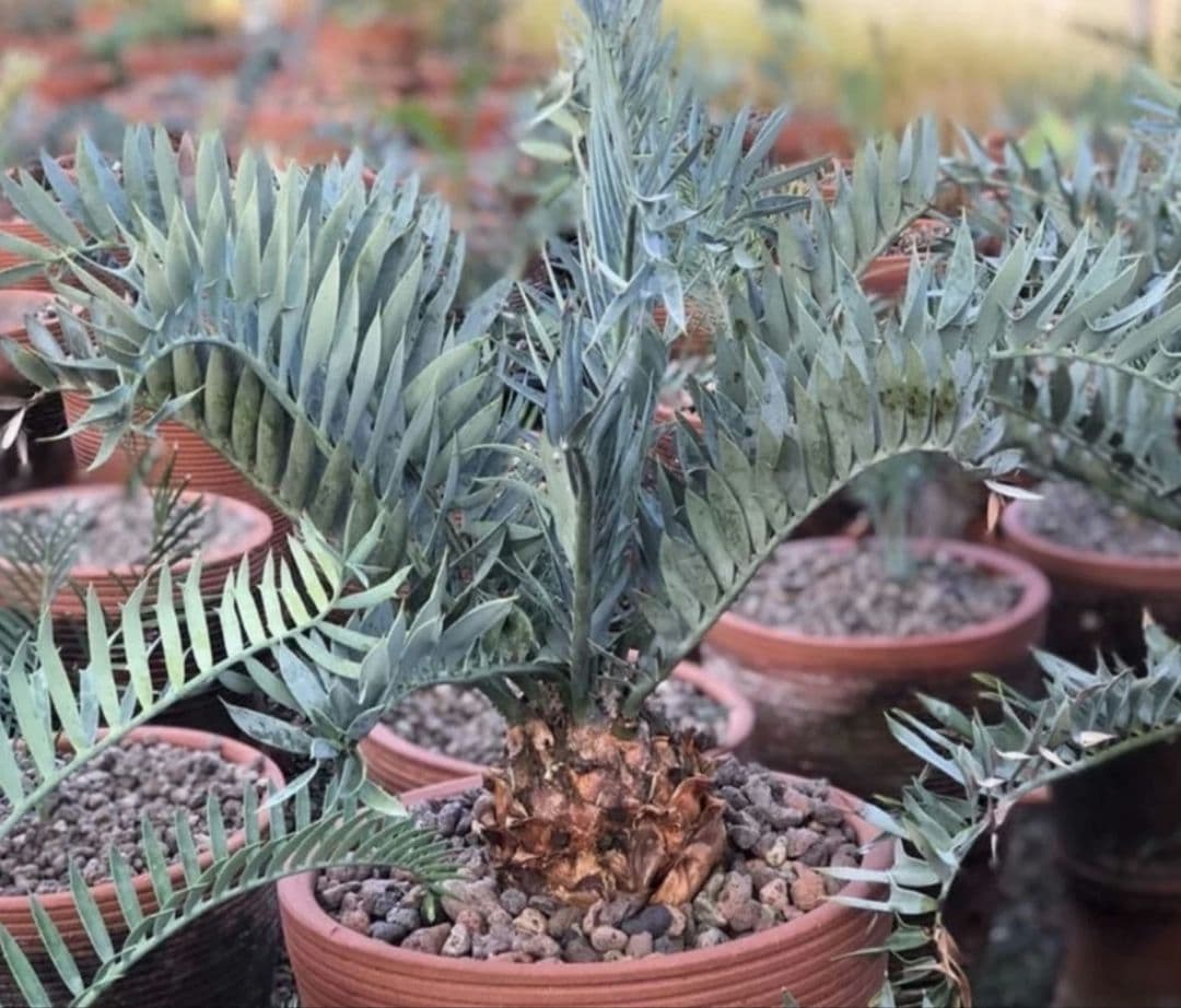 ③ エンセファラルトス ホリダス 種子 1粒 ドワーフ サイカス 蘇鉄