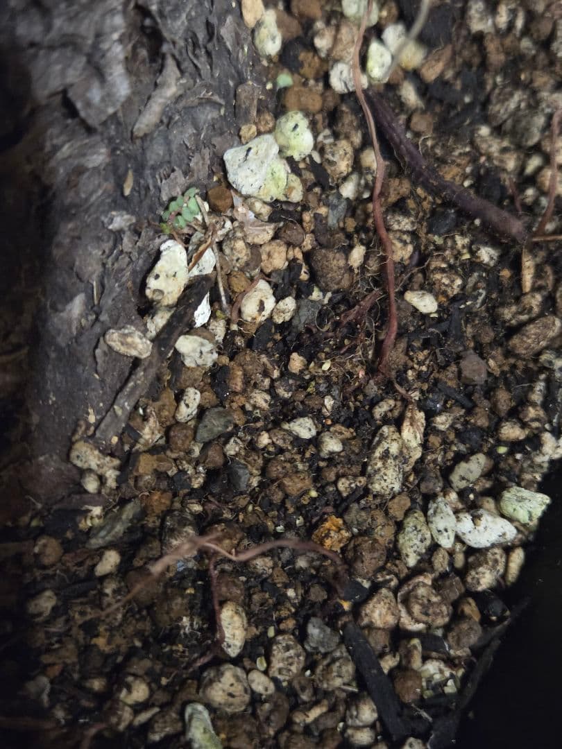 専用出品 セットリピ割 ユッカ フィリフェラ (あ) 曲がり株