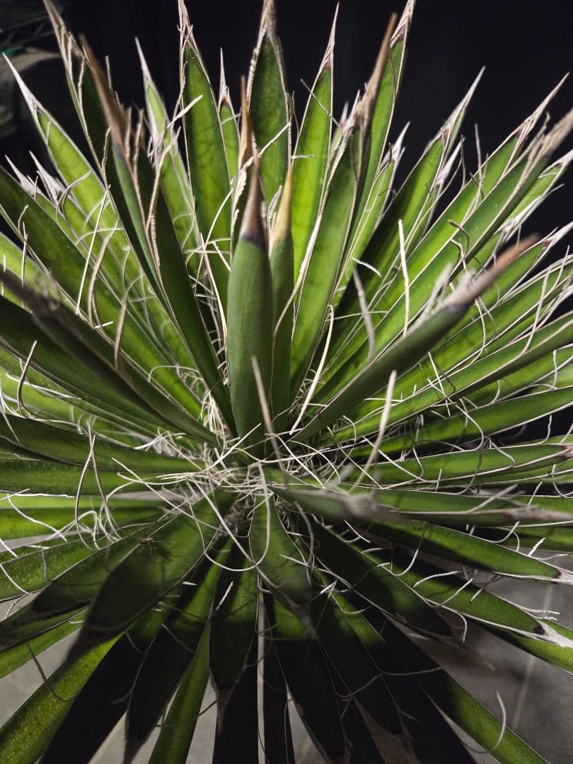 専用出品 セットリピ割 ユッカ フィリフェラ (あ) 曲がり株