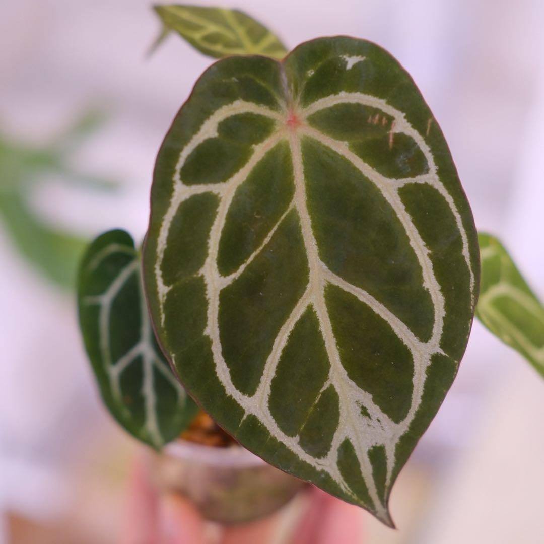 A. chocolate × A.Red crystallinum NSE Anthurium Red Crystallinum x Chocolate Crystallinum—Germinated