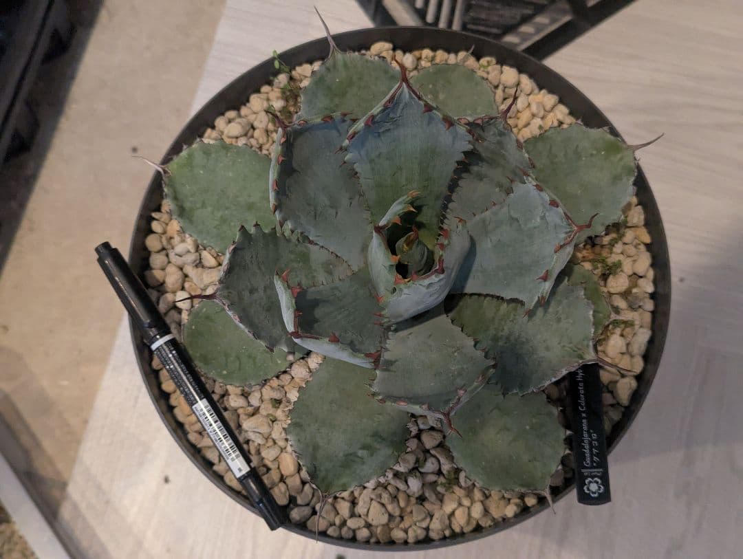 激レアハイブリッド グアダラハラナ×コロラータ 大株 - メルカリ