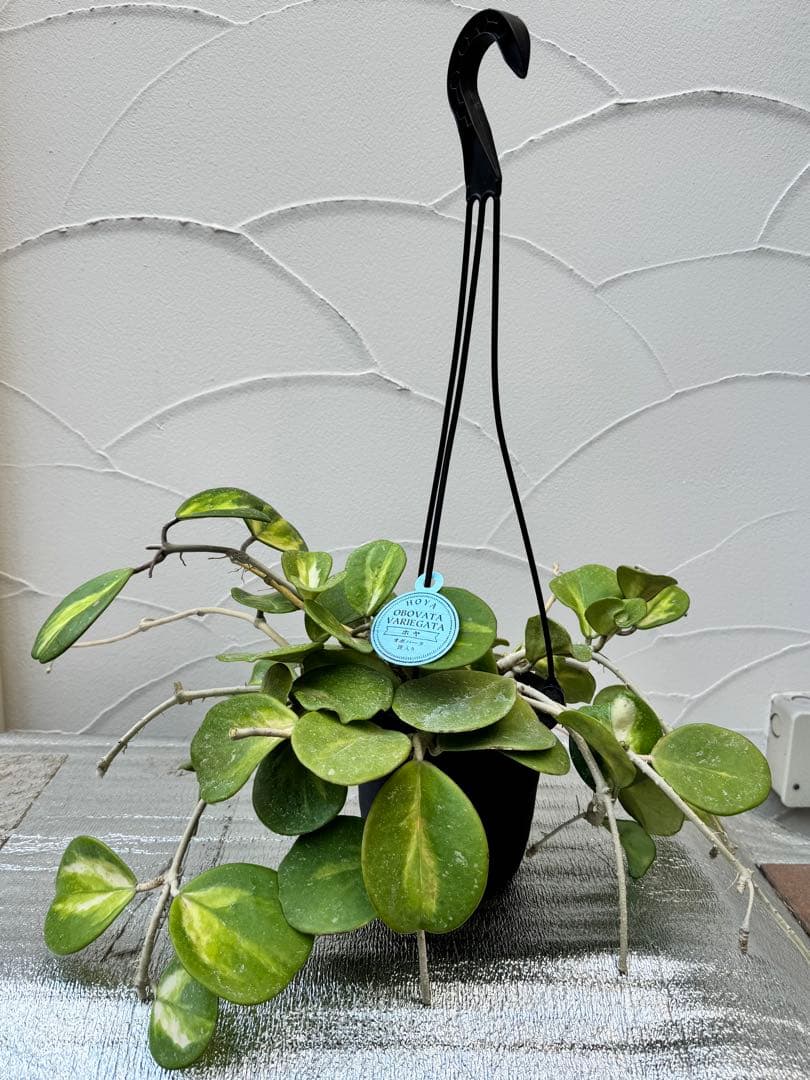 ホヤ オボバタ 斑入り 5号 プラ吊り鉢 - メルカリ