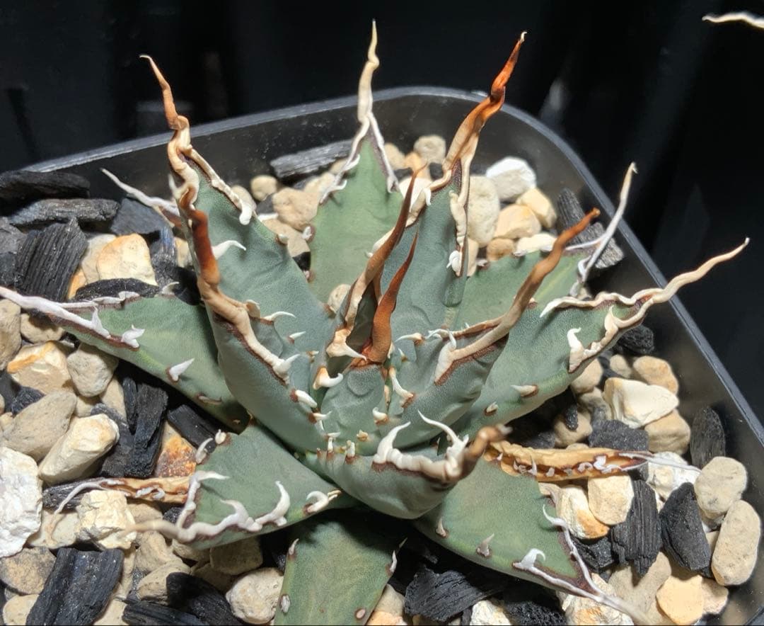 【コメント限定値引き中】エボリスピナ 陽炎 コレクション株⑤ (極)