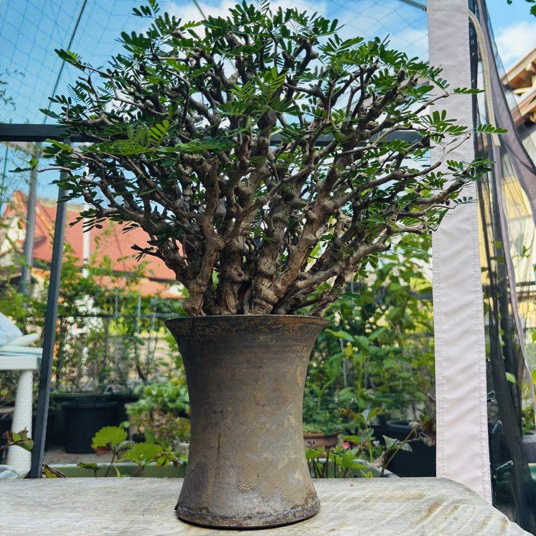 【コレクション株】 標本株 センナメリディオナリス 現地株 全A面 現地球 灌木 センナ メリディオナリス 現地株 発根済［No.32］ × 森田昌求 作