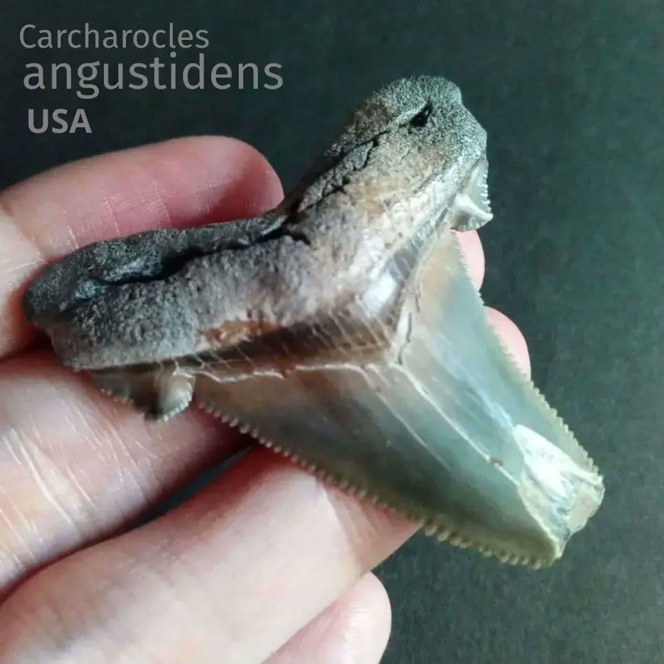 サメの歯化石　アングスティデンス　USA産　特大　希少種　極美麗 楽天市場】特大 サメの歯 化石 4石セット 50ミリアップ 鮫の歯