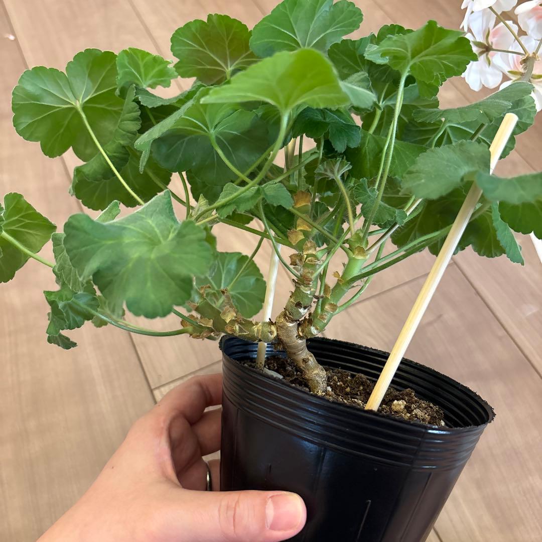 希少品種ゼラニウム 珍しいゼラニウム 海外品種ゼラニウム wl01 - メルカリ