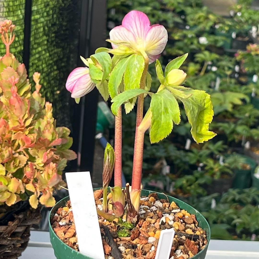 の*ん様 ❤️根充実❤️沢山しっかり新芽❤️966⭐️極上⭐️【フジタ】