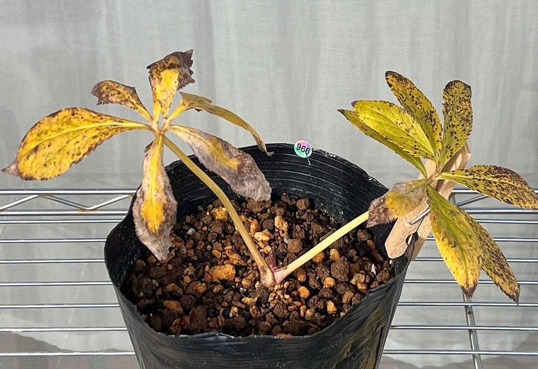 の*ん様 ❤️根充実❤️沢山しっかり新芽❤️966⭐️極上⭐️【フジタ】