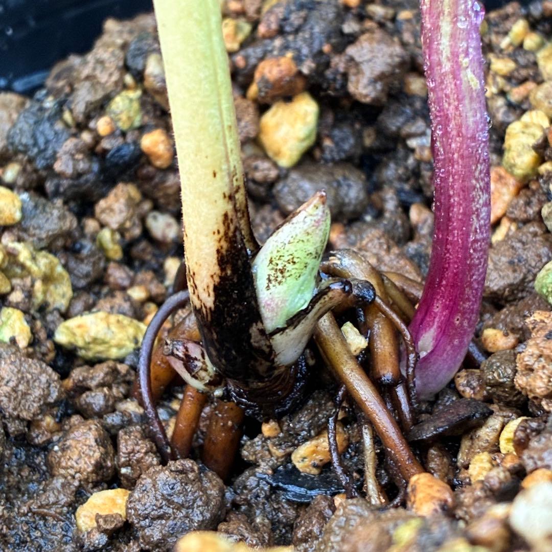 の*ん様 ❤️根充実❤️沢山しっかり新芽❤️966⭐️極上⭐️【フジタ】