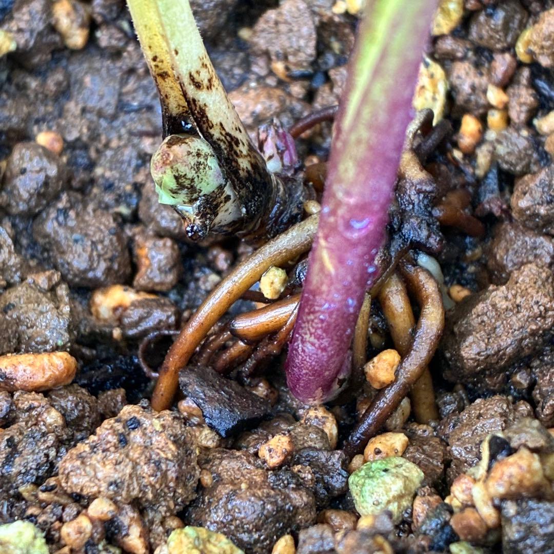 の*ん様 ❤️根充実❤️沢山しっかり新芽❤️966⭐️極上⭐️【フジタ】