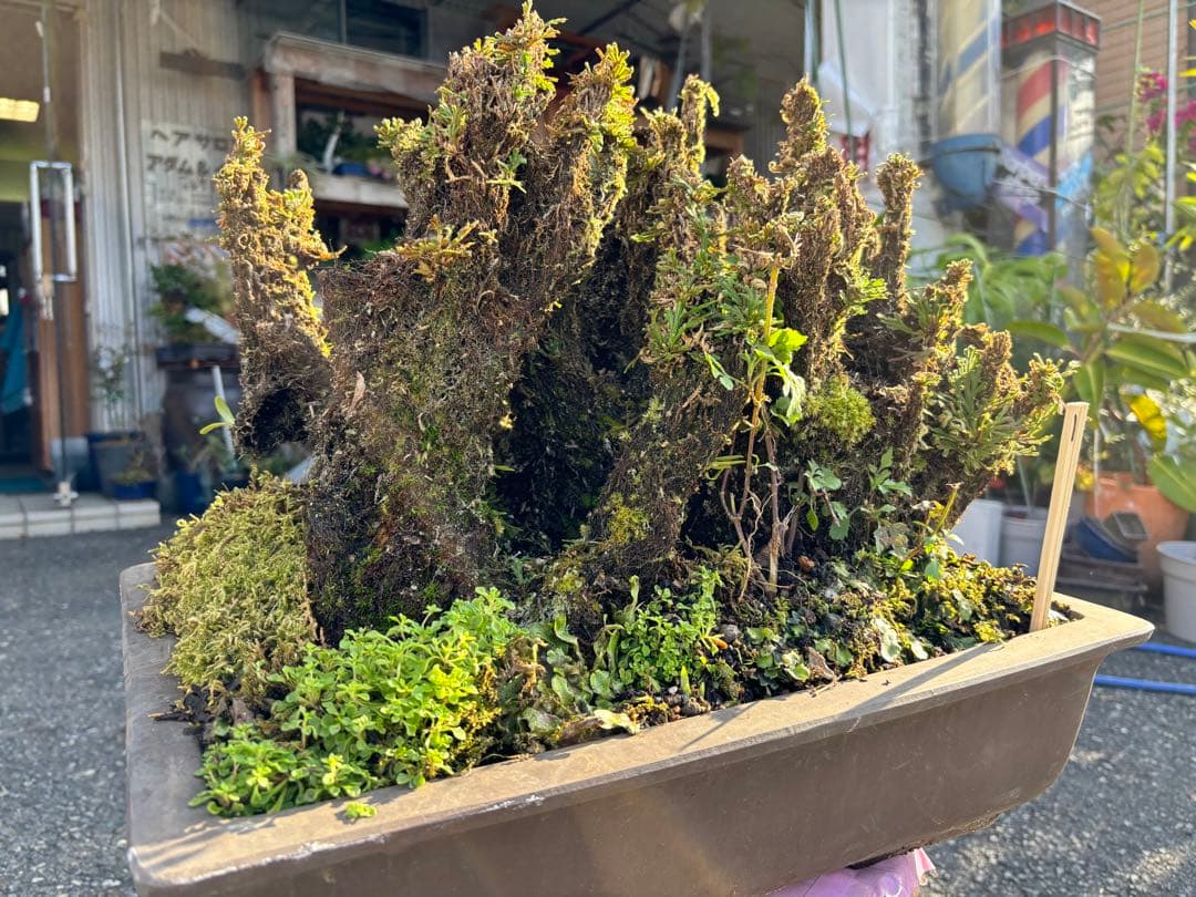 NO 1 イワヒバ(岩松） 30年物 見事な大きさです 激安投売り大特価