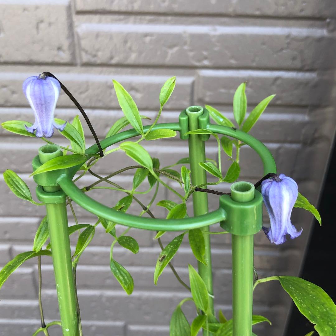 クレマチス　ソシアリス　株分苗　壺型　つぼ型 園芸ネット本店｜クレマチス：ソシアリス4.5号ポット （インテグリ