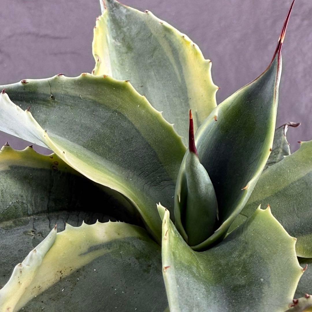 ゴ*ナ様 【アガベ オバティフォリア“オルカ”】地植え/-18℃まで/極上　L2