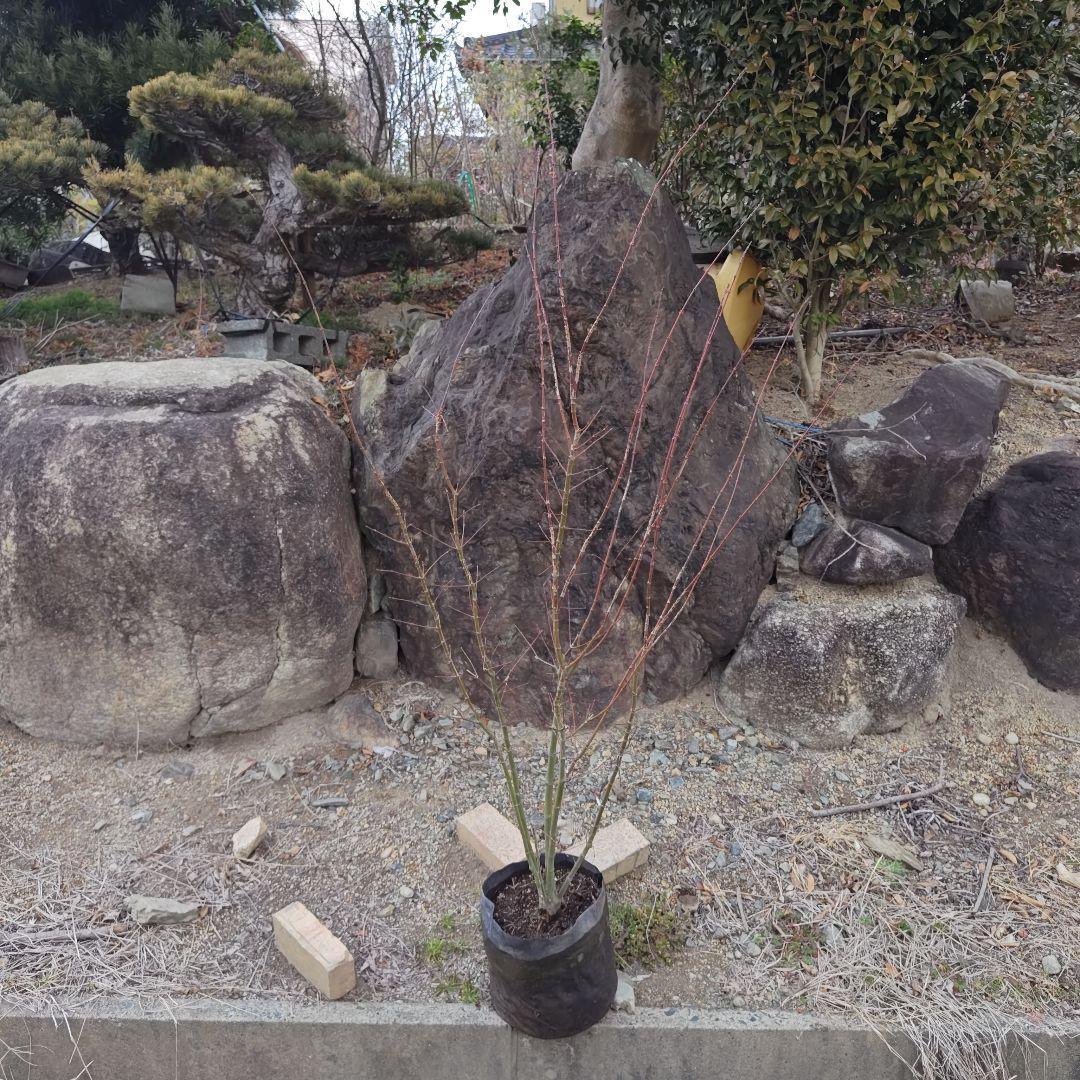 現品 イロハモミジ 本株 5本立ち イロハモミジ 本株立ち 5本立ち