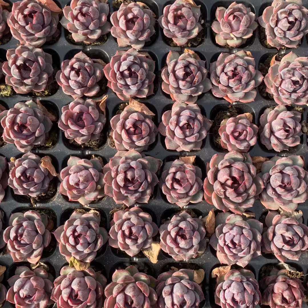 Top【選抜株】多肉植物 25422チーズブルーベリー 105個 プラグトレー苗