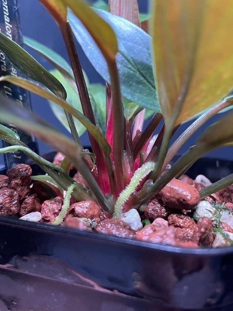 ホマロメナ Homalomena sp. \"濡烏\" 大株　[LA0518-02]