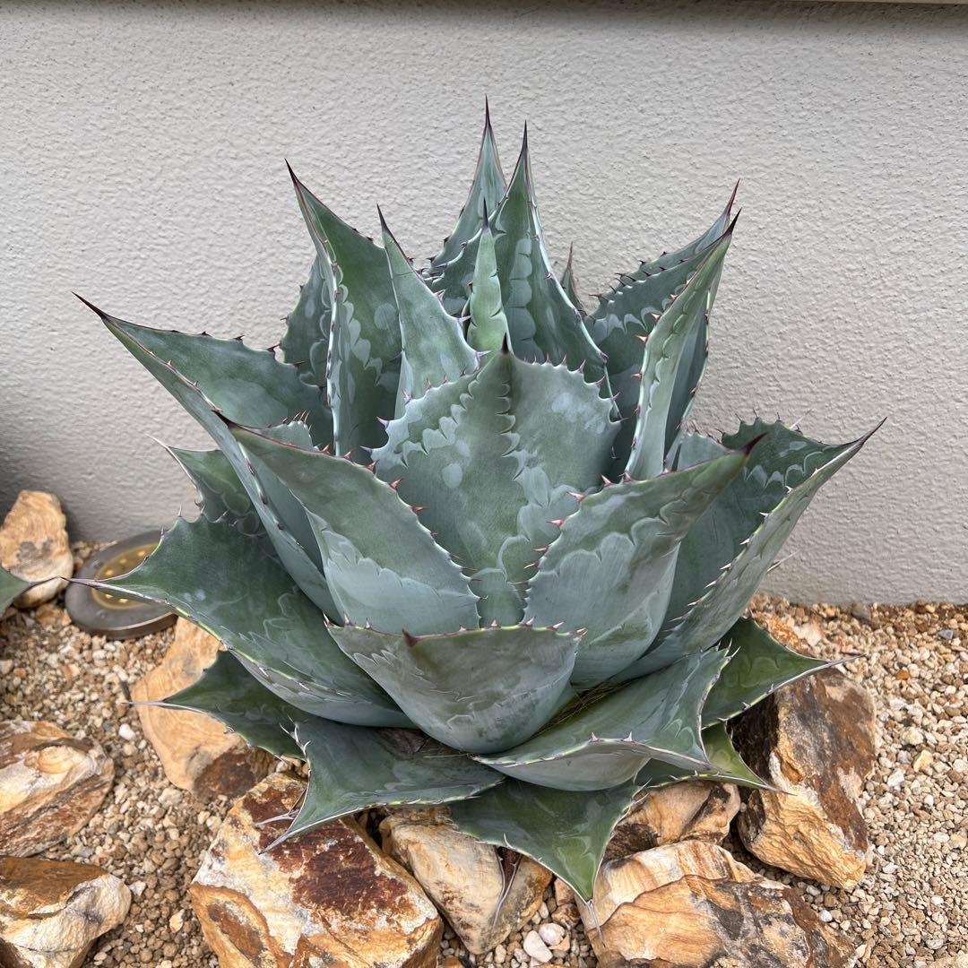 アガベ パラサナ 大株 地植え 最終値下げ中 - メルカリ