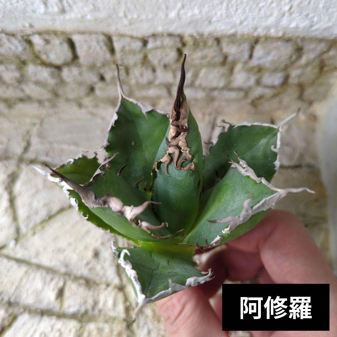 阿修羅① アガベ チタノタ - メルカリ