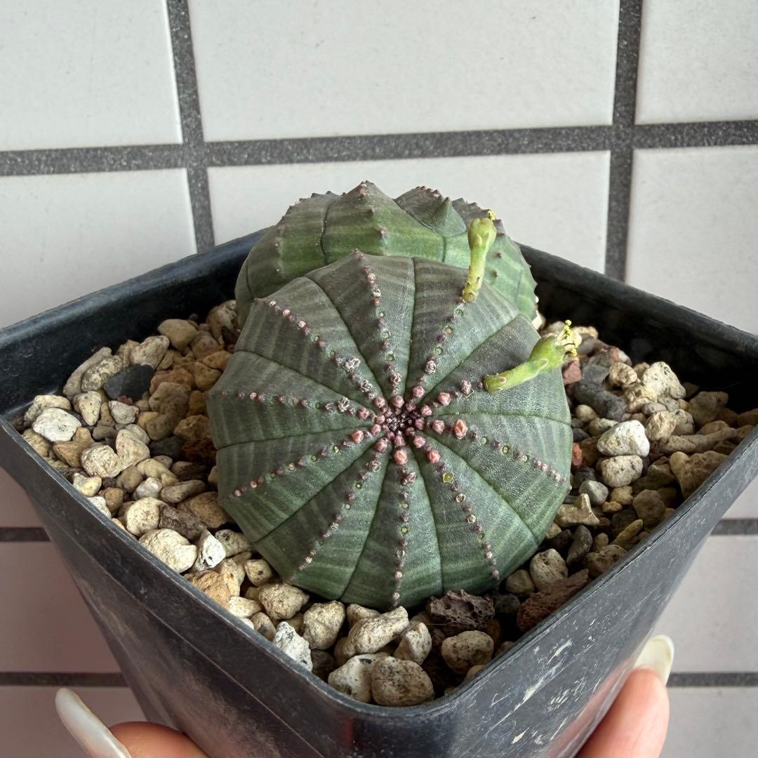 ユーフォルビア オベサ 実生モンスト 分頭 - メルカリ