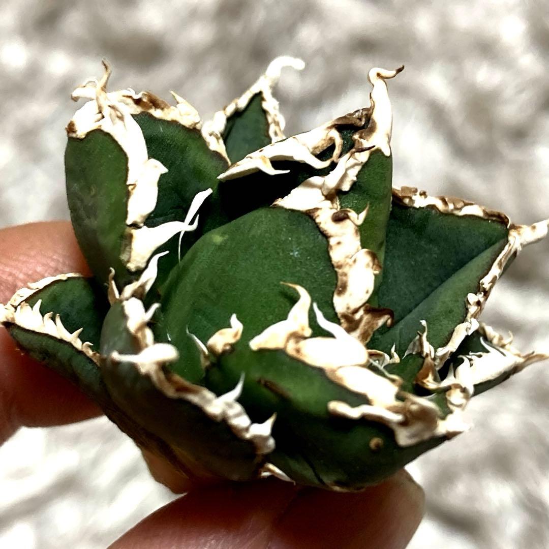 将来有望株】アガベ チタノタ 浪人 強狂棘 極美極上子株① - メルカリ