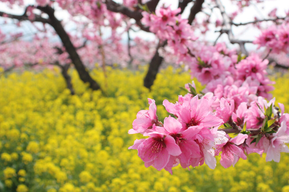リロバケーションズ | 桃の花・菜の花 見ごろになります！ | ポイント