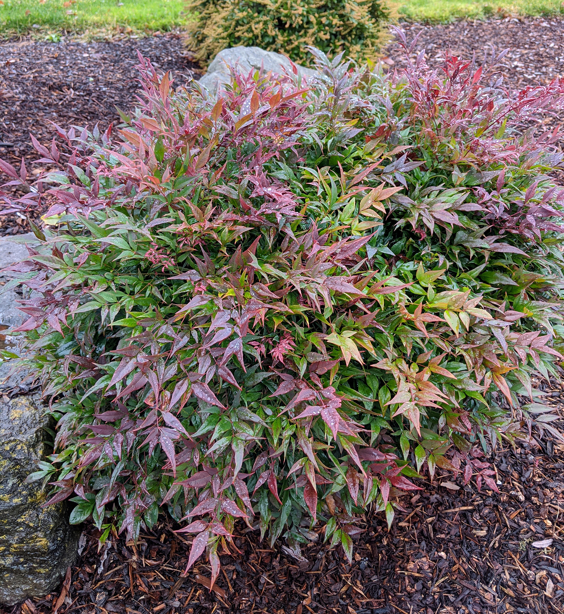 Nandina 'Tuscan Flame' - Star® Roses and Plants