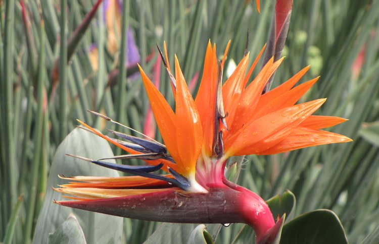 極楽鳥花植物園