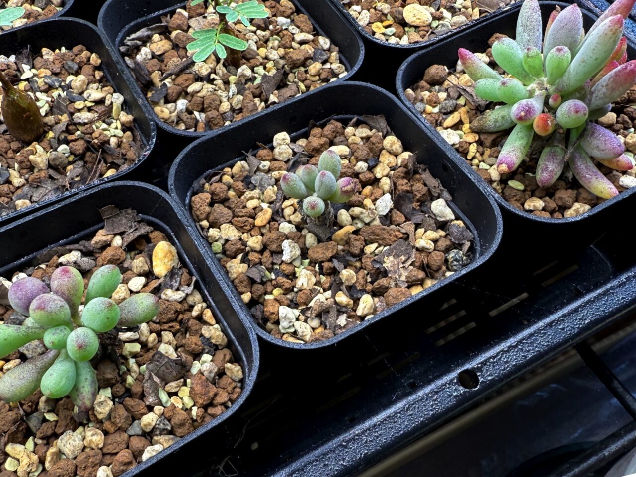 オトンナ・クラビフォリア 2年半の成長記録 | すごいグリーン