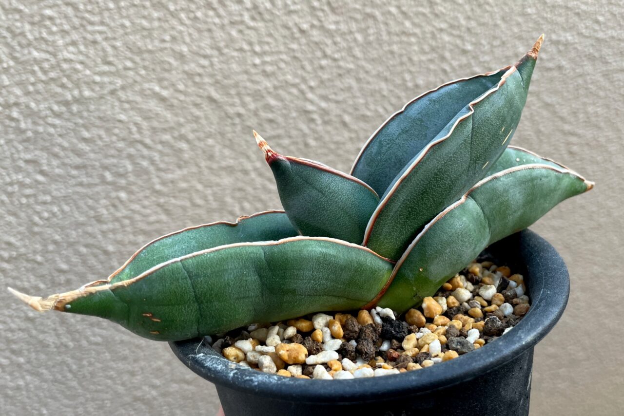 サンスベリア バナナ / ムチプリで肉厚な葉のバナナ三兄弟。 | すごい